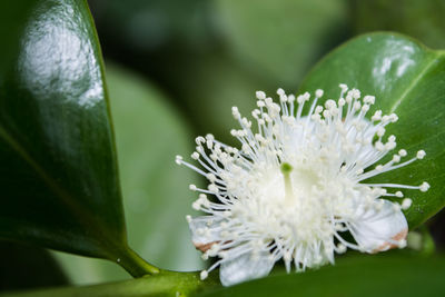 Close-up of insect on white flower blooming outdoors