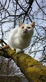 Close-up of cat on branch