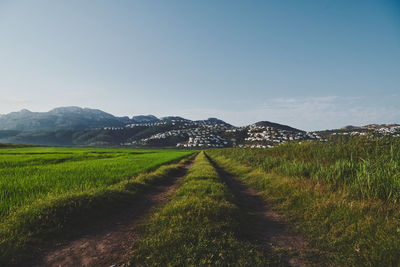 Scenic view of agricultural field against sky