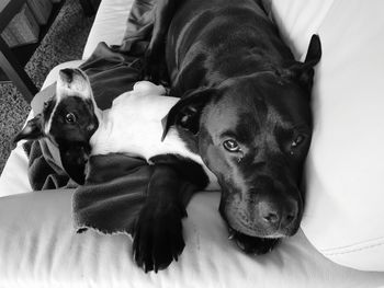 Portrait of dog lying down on bed