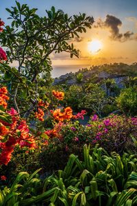 Scenic view of flowering plants against orange sky