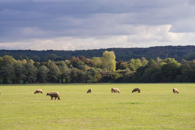 Sheep pasture and forest in alternation of sun and clouds. dramatic sky.