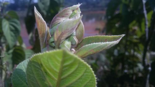 Close-up of fresh green plant