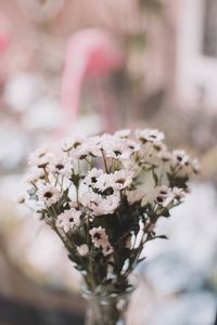 Close-up of flowering plant