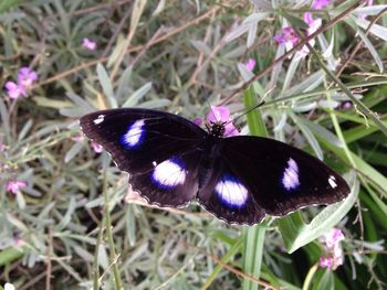 Close-up of butterfly on flower