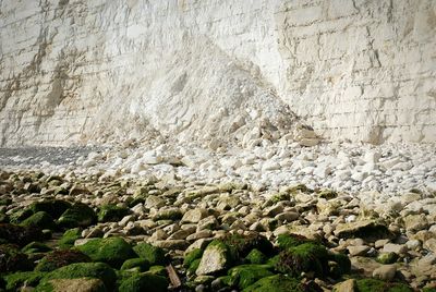 Plants growing on rocks