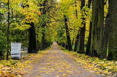 Street amidst trees during autumn