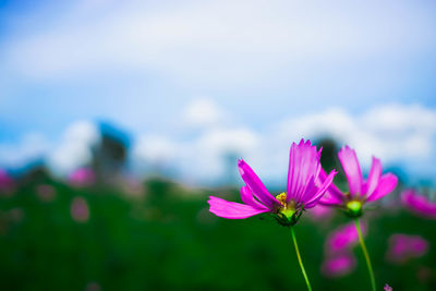 Close-up of pink cosmos flower