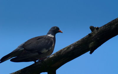 Low angle view of bird perching on branch against blue sky