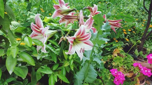 Close-up of flowers blooming outdoors