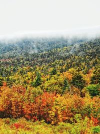 Scenic view of forest during autumn