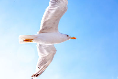 Low angle view of seagull flying