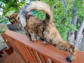 Close-up of cat sitting outdoors