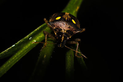 Close-up of insect