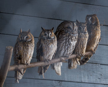 Close-up of owls perching on wood