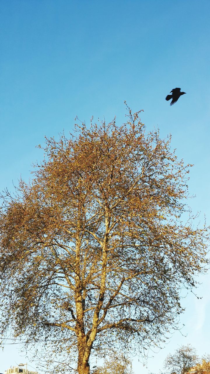 low angle view, clear sky, bird, animal themes, animals in the wild, wildlife, tree, blue, branch, flying, one animal, copy space, perching, nature, growth, day, beauty in nature, outdoors, no people