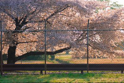 Trees in field