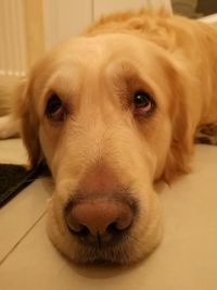 Close-up portrait of dog lying on floor at home