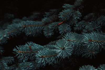 Close-up of pine tree during winter