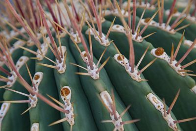 Close-up of cactus plant