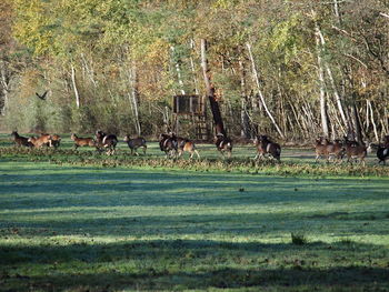 Cows grazing on grassy field