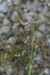 Close-up of insect on grass