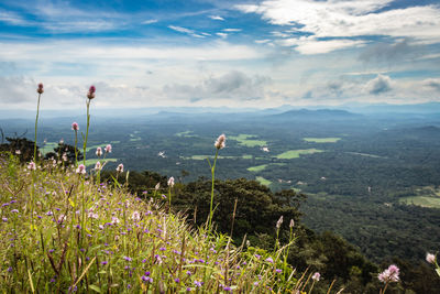 Forests flowers with mountain horizon coverd with cloud layers