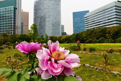 Pink flowers blooming in park