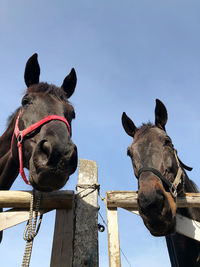 Low angle view of two horses 
