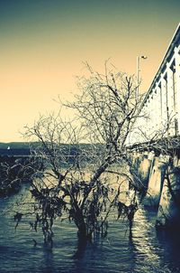 Bare trees in water