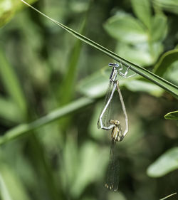 Close-up of grasshopper