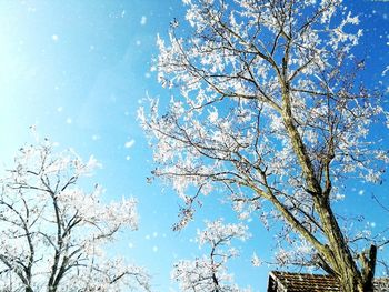 Low angle view of tree against sky