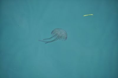 Fish swimming in sea