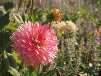 Close-up of pink dahlia flower in garden