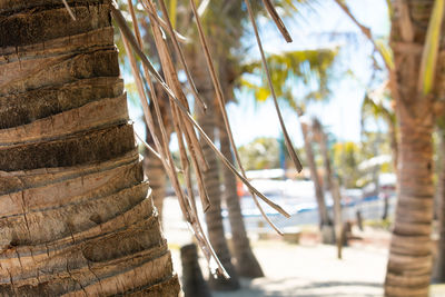 Close-up of palm tree trunk