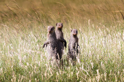 Squirrel on grass