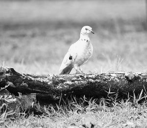 Bird perching on grass