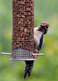 Close-up of bird perching on feeder