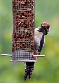 Woodpecker feeding