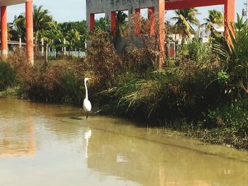 Bird in water