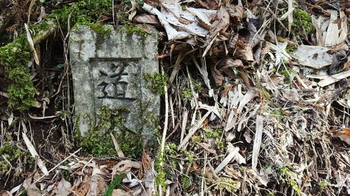 Plants growing in forest