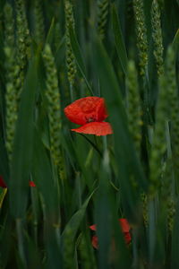 Close-up of plant