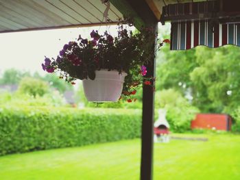 Close-up of potted plant in greenhouse