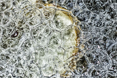 Full frame shot of turtle in water