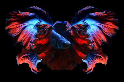 Betta fish, siamese fighting fish, betta splendens isolated on black background,
