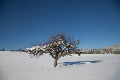 Bare tree on snow covered landscape against clear blue sky