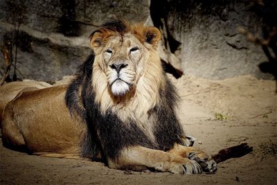 Lion relaxing on field