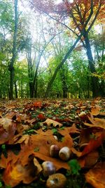 View of trees in forest during autumn