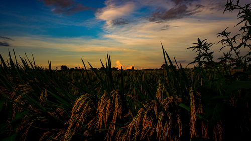 Crops growing on field against sky during sunset