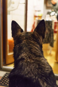 Close-up of cat
